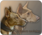 Mousepad Podenco